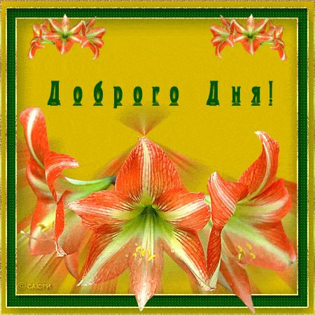 Открытка «Пожелание»: Доброго Дня! Красивые цветы для настроения. Тэги: улыбка, позитив, радость, добрый день, цветок…