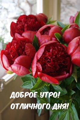 Открытка «Пожелание»: Доброе утро! Отличного дня с красивым букетом. Тэги: утро, друг, женщина, красивая, позитив…