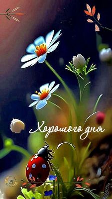 Открытка «Животное»: Открытка Хорошего дня: цветы, божья коровка, позитив. Тэги: пожелание, улыбка, красивая, позитив…