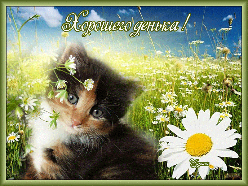 Открытка «Кот»: Хорошего дня! Позитив и милый котенок. Тэги: пожелание, улыбка, красивая, позитив, радость, настроение…