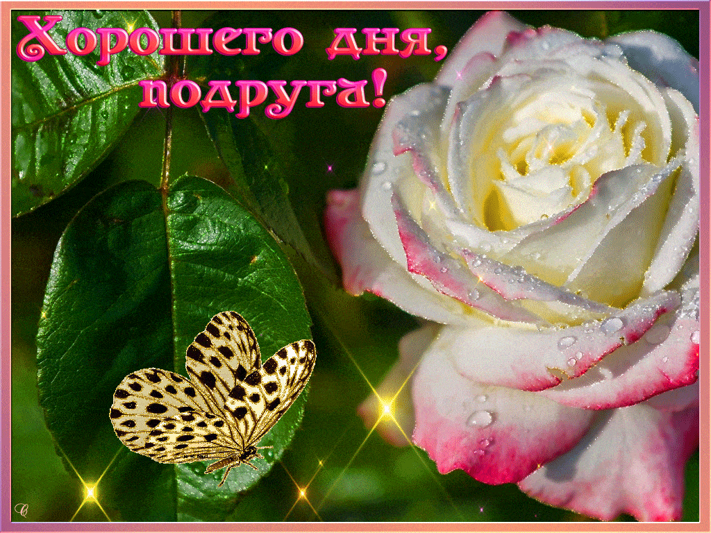 Открытка «Хорошего дня»: Хорошего дня, подруга! Нежная роза, пожелание. Тэги: пожелание, улыбка, подруга, женщина…