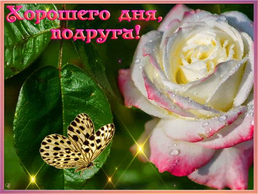 Открытка «Хорошего дня»: Хорошего дня, подруга! Нежная роза, пожелание. Тэги: пожелание, улыбка, подруга, женщина…