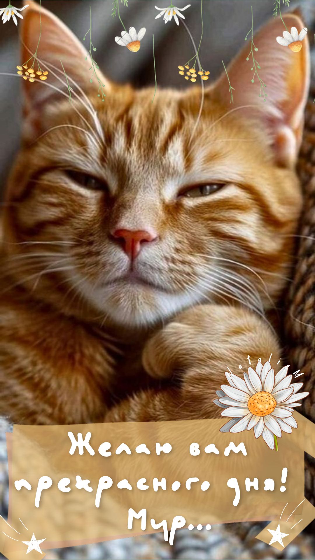 Открытка «Кот»: Прекрасного дня! Милый кот и пожелание мира. Тэги: животное, пожелание, позитив, радость, цветок…
