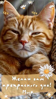 Открытка «Кот»: Прекрасного дня! Милый кот и пожелание мира. Тэги: животное, пожелание, позитив, радость, цветок…