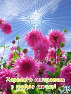 Открытка «Пожелание»: Яркие цветы и солнце: Хорошего настроения!. Тэги: утро, красивая, позитив, радость, цветок…