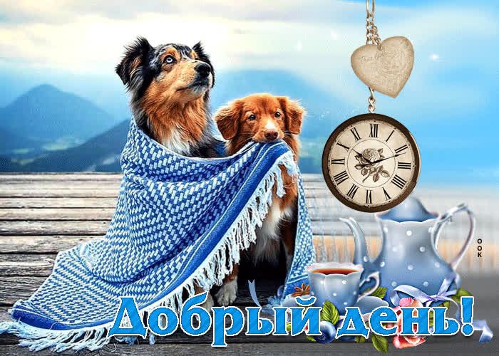 Открытка «Животное»: Добрый день! Уютная открытка с милыми собаками. Тэги: пожелание, красивая, позитив, радость…