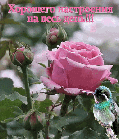 Открытка «Животное»: Хорошего настроения на весь день! Нежная роза и птица.. Тэги: пожелание, улыбка, утро, красивая…