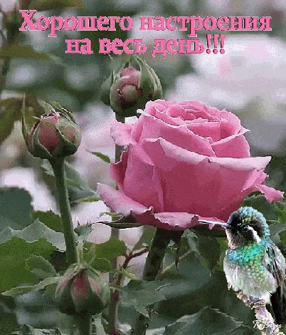 Открытка «Животное»: Хорошего настроения на весь день! Нежная роза и птица.. Тэги: пожелание, улыбка, утро, красивая…