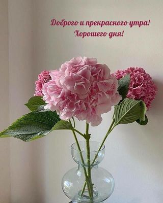 Открытка «Пожелание»: Доброго утра! Нежные цветы для прекрасного дня. Тэги: улыбка, утро, красивая, позитив, радость…