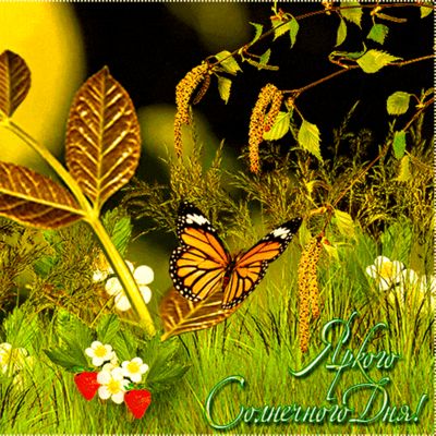 Открытка «Пожелание»: Яркого Солнечного Дня! Позитивная открытка с бабочкой. Тэги: красивая, позитив, радость, цветок…