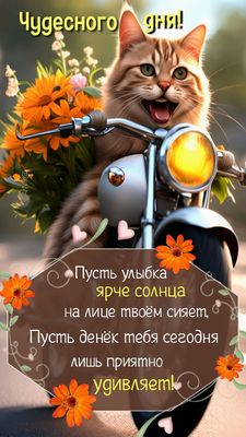 Открытка «Кот»: Чудесного дня! Улыбка и радость от котика. Тэги: животное, пожелание, улыбка, красивая, позитив…