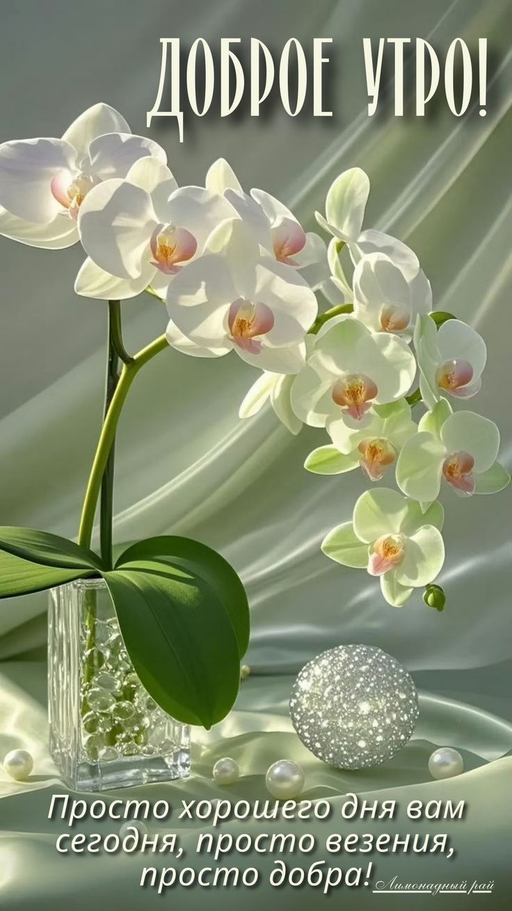 Открытка «Пожелание»: Доброе утро! Нежная открытка с орхидеями и пожеланием. Тэги: утро, красивая, позитив, радость…