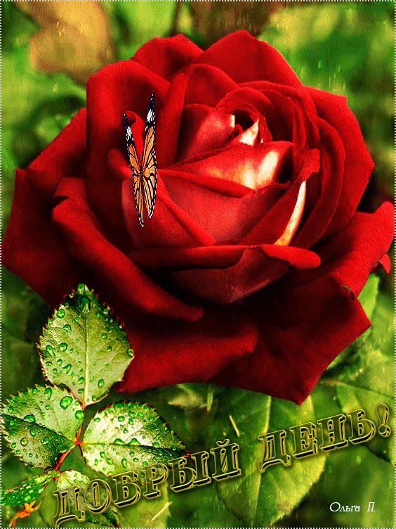 Открытка «Пожелание»: Добрый день! Красивая роза с бабочкой. Тэги: улыбка, красивая, позитив, радость, добрый день…