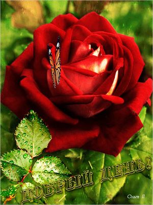 Открытка «Пожелание»: Добрый день! Красивая роза с бабочкой. Тэги: улыбка, красивая, позитив, радость, добрый день…
