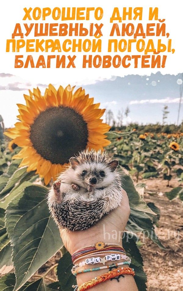 Открытка «Животное»: Хорошего дня! Милый ежик, счастье и позитив. Тэги: пожелание, улыбка, красивая, позитив, радость…
