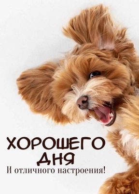 Открытка «Хорошего дня»: Милая собака желает хорошего дня и позитива. Тэги: животное, пожелание, прикольная, улыбка…