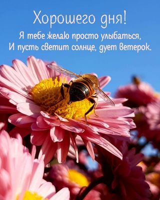 Открытка «Хорошего дня»: Хорошего дня! Пожелание с улыбкой и солнцем. Тэги: пожелание, улыбка, красивая, позитив…