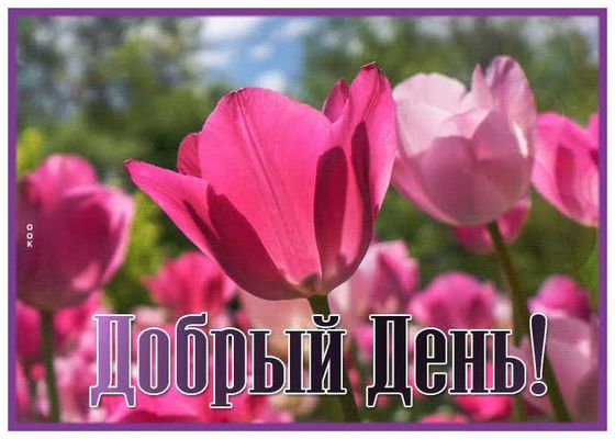 Открытка «Пожелание»: Добрый день: Красивые тюльпаны для хорошего настроения!. Тэги: улыбка, красивая, позитив…