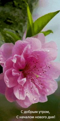 Открытка «С добрым утром»: Доброе утро: нежный цветок и пожелание дня. Тэги: С добрым утром, для поднятия настроением!…