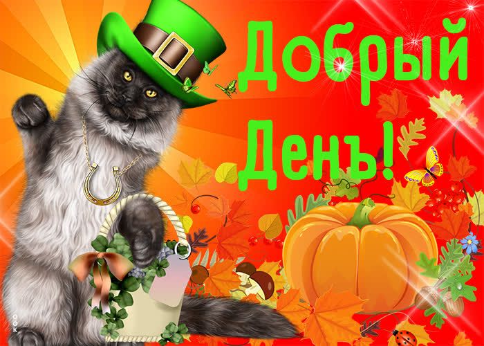 Открытка «Добрый день»: Добрый День с котом и тыквой: позитив и удача. Тэги: Удачного дня, Добрый день и добрые пожел…