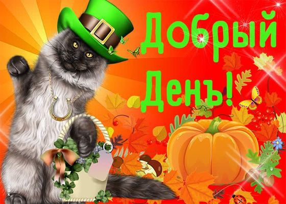 Открытка «Добрый день»: Добрый День с котом и тыквой: позитив и удача. Тэги: Удачного дня, Добрый день и добрые пожел…