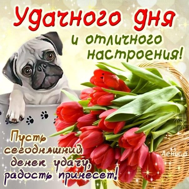 Открытка «Животное»: Удачного дня и отличного настроения с мопсом. Тэги: пожелание, улыбка, красивая, позитив, радость…