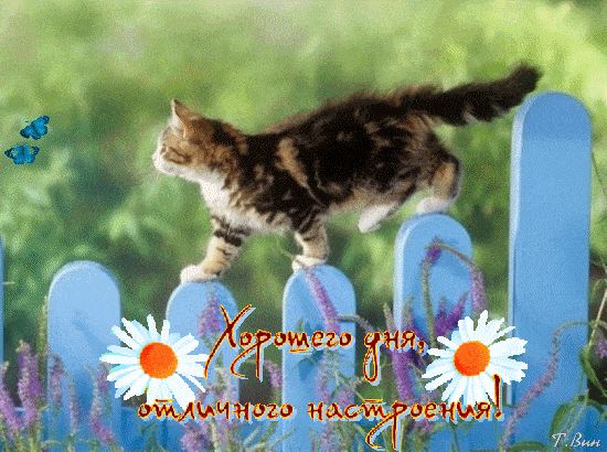 Открытка «Добрый день»: Хорошего дня: кот, бабочки и отличное настроение!. Тэги: пожелание, отличный, настроение…