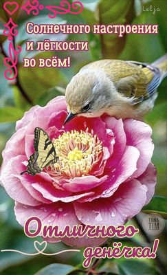 Открытка «Животное»: Отличного денёчка! Солнечное настроение и цветок. Тэги: пожелание, утро, позитив, радость, цветок…