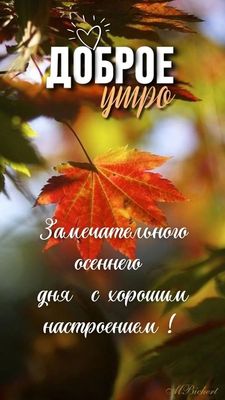 Открытка «Пожелание»: Доброе утро: осеннее пожелание для хорошего дня. Тэги: улыбка, утро, красивая, позитив, радость…