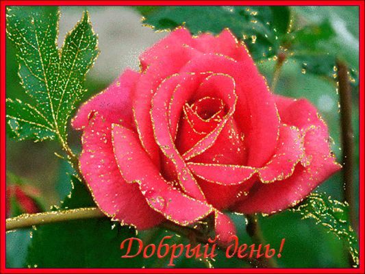 Открытка «Пожелание»: Яркая роза и пожелание доброго дня!. Тэги: улыбка, красивая, позитив, радость, добрый день…