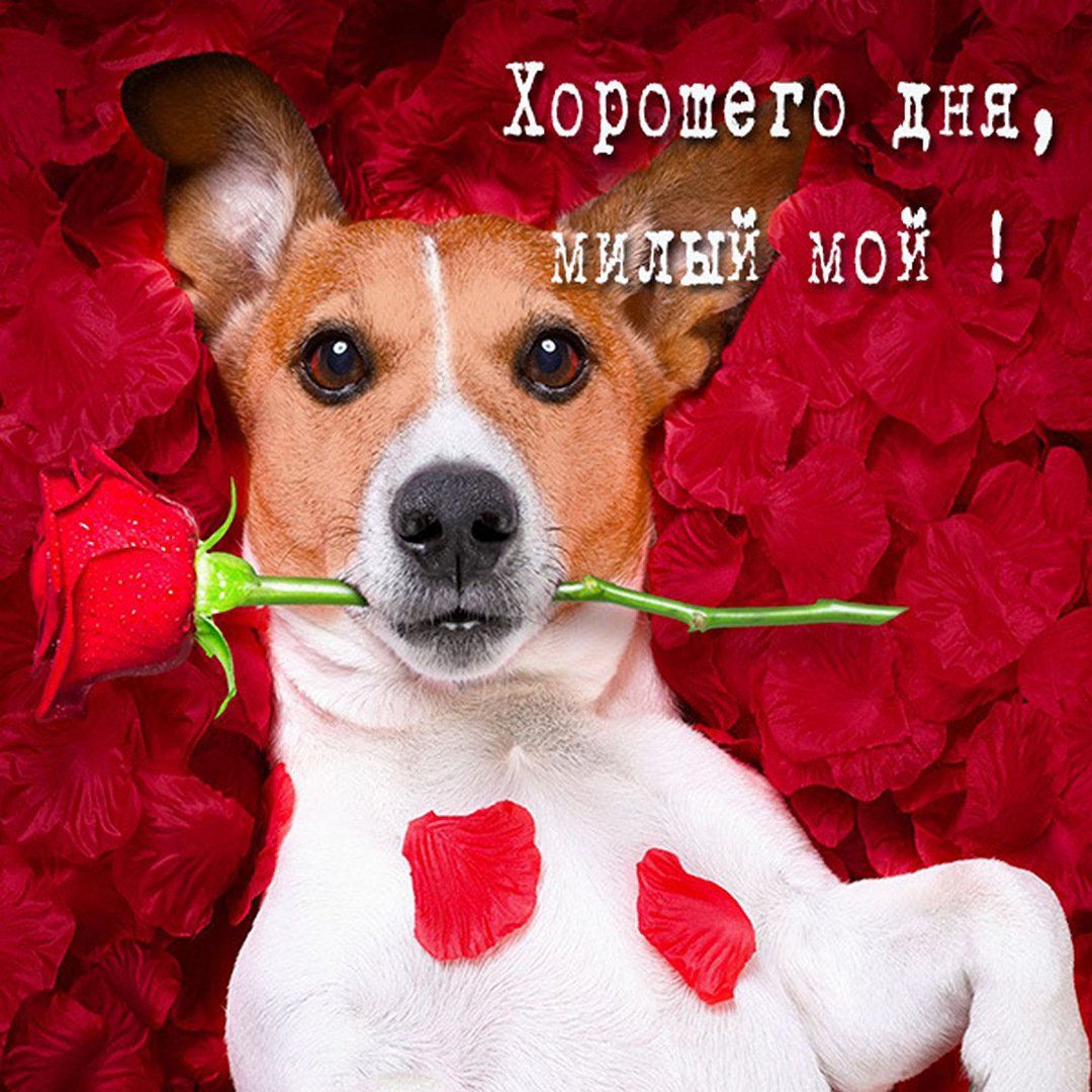 Открытка «Хорошего дня»: Хорошего дня, любимый! Милый пёс с розой. Тэги: животное, пожелание, улыбка, друг, мужчина…