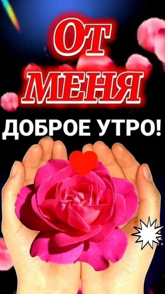 Открытка «Пожелание»: От меня: Доброе утро! Нежная роза. Тэги: улыбка, утро, мужчина, женщина, красивая, позитив…