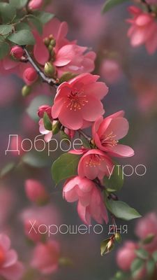 Открытка «Пожелание»: Доброе утро: Нежные цветы для хорошего дня. Тэги: улыбка, утро, красивая, позитив, радость…