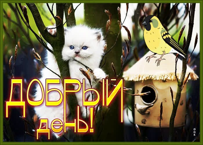 Открытка «Кот»: Добрый день с милым котенком и птичкой!. Тэги: животное, пожелание, улыбка, красивая, позитив, радость…