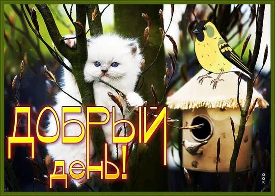 Открытка «Кот»: Добрый день с милым котенком и птичкой!. Тэги: животное, пожелание, улыбка, красивая, позитив, радость…