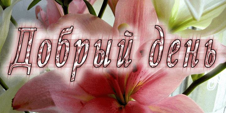 Открытка «Пожелание»: Добрый день с нежными цветами. Тэги: улыбка, утро, подруга, женщина, красивая, позитив, радость…