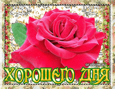 Открытка «Пожелание»: Яркая роза: Позитивное пожелание хорошего дня. Тэги: улыбка, красивая, позитив, радость, цветок…
