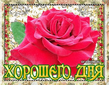 Открытка «Пожелание»: Яркая роза: Позитивное пожелание хорошего дня. Тэги: улыбка, красивая, позитив, радость, цветок…