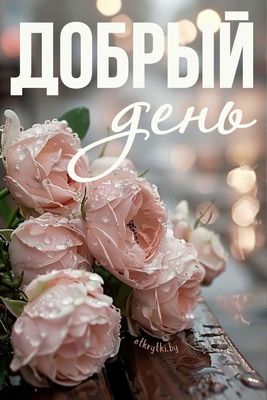 Открытка «Пожелание»: Добрый день: нежные розы с каплями росы. Тэги: красивая, позитив, радость, добрый день, цветок…