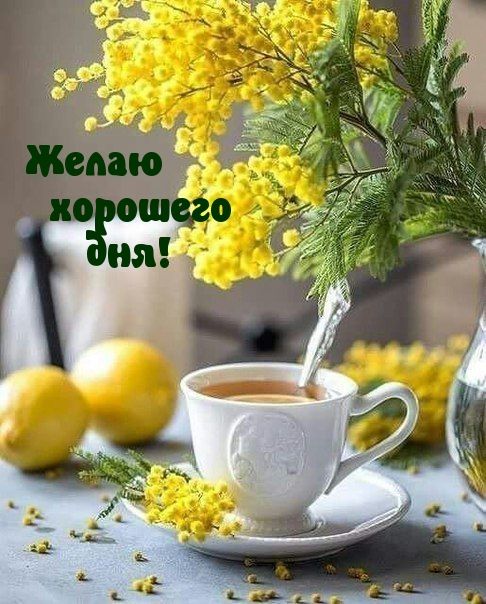 Открытка «Хорошего дня»: Пожелание хорошего дня: мимоза и позитивное настроение. Тэги: пожелание, улыбка, позитив…