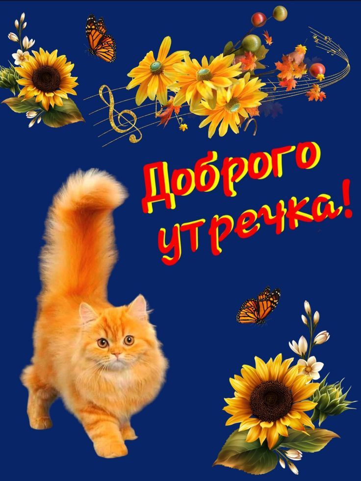 Открытка «Кот»: Доброе утречко! Пушистый кот и яркие цветы. Тэги: животное, пожелание, улыбка, утро, красивая, позитив…