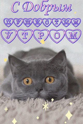 Открытка «Кот»: Доброе пушистое утро: милый кот. Тэги: животное, пожелание, улыбка, утро, красивая, позитив, радость…