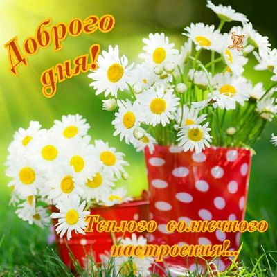 Открытка «Пожелание»: Доброго дня! Солнечное настроение с ромашками. Тэги: улыбка, красивая, позитив, радость, добрый…
