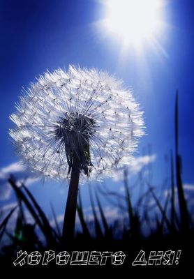 Открытка «Хорошего дня»: Открытка с пожеланием Хорошего дня и ярким цветком для лета. Тэги: Добрый день, Добрый день…