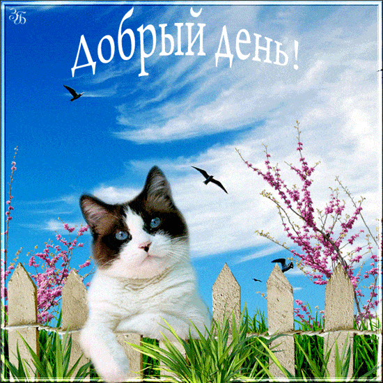 Открытка «Кот»: Позитивный кот желает доброго дня!. Тэги: животное, пожелание, улыбка, красивая, позитив, радость…