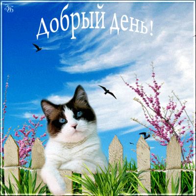 Открытка «Кот»: Позитивный кот желает доброго дня!. Тэги: животное, пожелание, улыбка, красивая, позитив, радость…