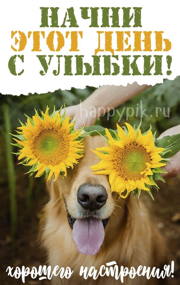 Открытка «Животное»: Начни день с улыбки! Позитивное настроение обеспечено. Тэги: пожелание, юмор, прикольная, смешная…