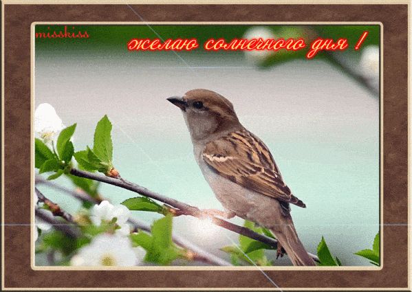 Открытка «Животное»: Желаю солнечного дня! Красивая открытка с воробьем. Тэги: пожелание, улыбка, утро, красивая…