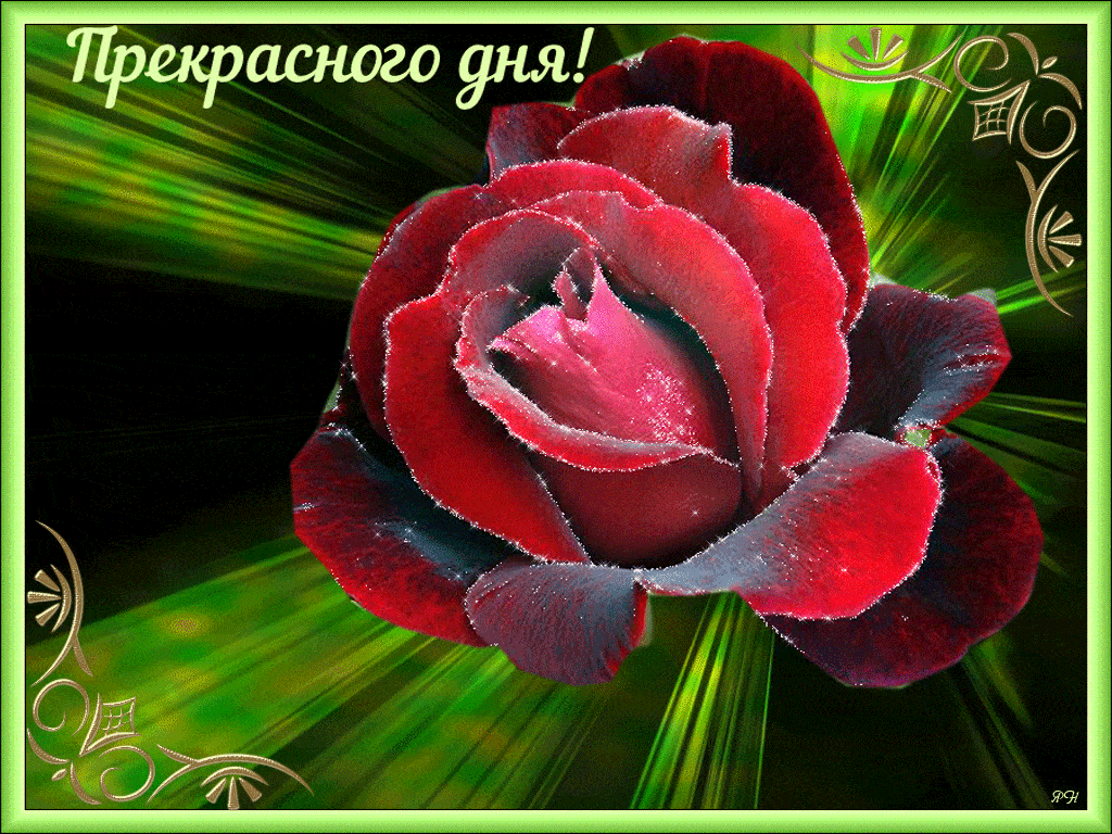 Открытка «Пожелание»: Прекрасного дня! Красивая роза и пожелание. Тэги: женщина, девушка, красивая, позитив, цветок…