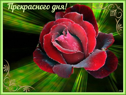 Открытка «Пожелание»: Прекрасного дня! Красивая роза и пожелание. Тэги: женщина, девушка, красивая, позитив, цветок…